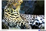 Poster 36"x24" - Leopard