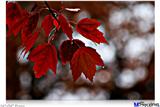 Poster 36"x24" - Wet Leaves