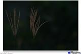 Poster 36"x24" - Whisps