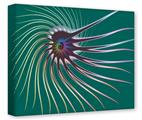 Gallery Wrapped 11x14x1.5  Canvas Art - Flagellum